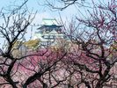 【大阪城】 梅林