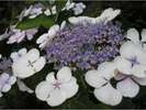 【6月】アジサイの花。季節の花が、あちこちで咲いています。