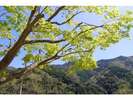【5月】宿の眼前は緑の山々。心安らぐひとときをお過ごしください。