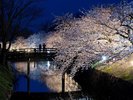 松本城 桜並木「光の回廊」