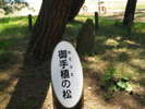 御手植えの松