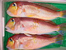 ・高級魚とされる甘鯛を新鮮な状態でご提供