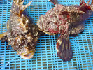 ・見た目は食べられないように見えても立派な食用魚のオコゼ