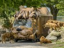 【周辺観光/車で約25分】ジャングルバス餌やり体験などができる「アフリカンサファリ」
