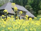 【健命時の菜の花】当館から徒歩1分のところにある健命時は野沢菜の発祥のお寺です。