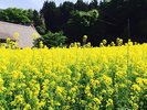 【健命時の菜の花】当館から徒歩1分のところにある健命時は野沢菜の発祥のお寺です。