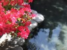 【露天風呂 瑠璃の湯】彩豊かな春の露天風呂