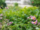 【外観】季節の野草を見つけるのも旅の楽しみ