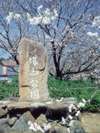 春の城山公園は、一面の桜で美しい光景♪(高浜町)