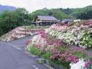 五色山公園は、桜や牡丹、ツツジが美しい。見える海の景色にうっとり(高浜町)