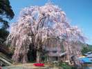小浜市の妙祐寺はしだれ桜がきれいです。