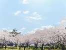 「城山公園」は桜の名所♪