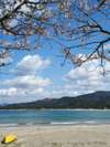 「城山公園」の桜と海♪