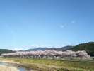 おおい町佐分利川沿いの桜並木は600本。圧巻の景色です。