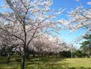 明鏡洞がある「城山公園」は、桜の名所です♪