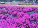 おおい町には芝桜がたくさん咲いていました(^^♪
