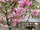 【山桜】4月上旬頃・ソメイヨシノよりやや早いか同時期に見ごろを迎えます。