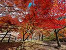 【コンヤの里・桜公園】当館から徒歩約10分・春は桜・秋は紅葉と四季の移ろいを楽しめます。