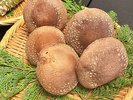 【食材・原木椎茸】梅ヶ島で獲れたヌギの木のみを原木とした香り高い椎茸。※近隣で椎茸狩り体験もできます