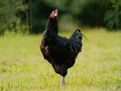 【駿河軍鶏】平飼いでストレスフリーで育った低脂肪・高たんぱくの旨味が詰まった鶏肉です。