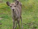 奈良公園の鹿さん。毎年1月にある山焼きは大迫力です。<ホテルより約1時間>