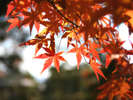 紅葉スポット多数!ぶどう狩りや秋の味覚に舌鼓!