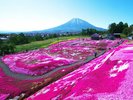 4月中旬から5月下旬まで富士芝桜まつりが開催されます。一面に広がる芝桜と富士山の競演は必見!