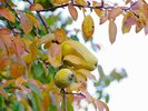 作家の山口瞳氏がこよなく愛し、氏の小説「花梨の庭」にも登場した花梨の木