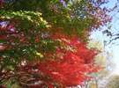 紅葉時季の写真です