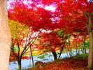 大曲りの紅葉