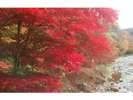 紅の吊橋周辺