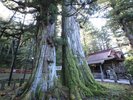 【塩原八幡宮】さかさ杉(夫婦杉)