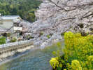 【山科】当ホテルから徒歩圏内の桜名所「山科疎水」 黄色の菜の花とのコントラストをお楽しみ下さい。