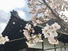 【山科】当ホテルから地下鉄・徒歩にて約15分の勧修寺。春は桜、夏は蓮が見所でございます。