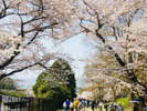 【東山】当ホテルより地下鉄約5分の「蹴上インクライン」。趣のある景色に春は桜が満開でございます。