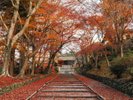 【毘沙門堂】勅使坂の敷き紅葉