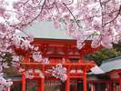 近江神宮×桜