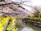疏水の桜