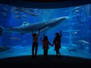 海遊館の入場チケット付きプラン