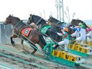 【当館から車で約5分】ばんえい十勝