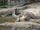 【鬼山地獄】温泉熱で飼育されるワニ達。飼育員による餌やりは大迫力!…当館より車で30分