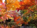 【金鱗湖】散策路から魚や水鳥が泳ぐ姿が眺められ、散策にもピッタリ・・・当館から車で45分