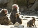 【高崎山自然動物園】餌やりタイムには野生のニホンザルが大集合、可愛い子ザルも・・・当館から車で25分