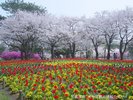【別府公園】多くの市民の憩いの場、春はソメイヨシノが咲き誇る・・・当館から車で30分