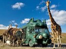【アフリカンサファリ】ジャングルバスで大型野生動物の迫力を間近に!・・・当館から車で40分