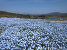 【るるパーク】春は、鮮やかなブルーが美しいネモフィラが一面に・・・当館から車で20分