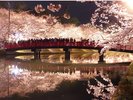 弘前公園さくらまつり
