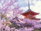 桜 イメージ