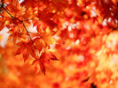 紅葉 イメージ
