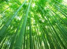京都をおもいっきり楽しみたい!というあなたにおススメ!